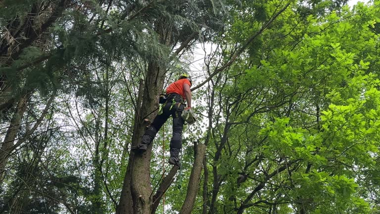 Trusted Port Ludlow, WA  Tree Services Experts