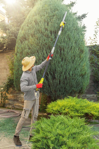 Why Choose Our Tree Removal Services in Port Ludlow, WA?